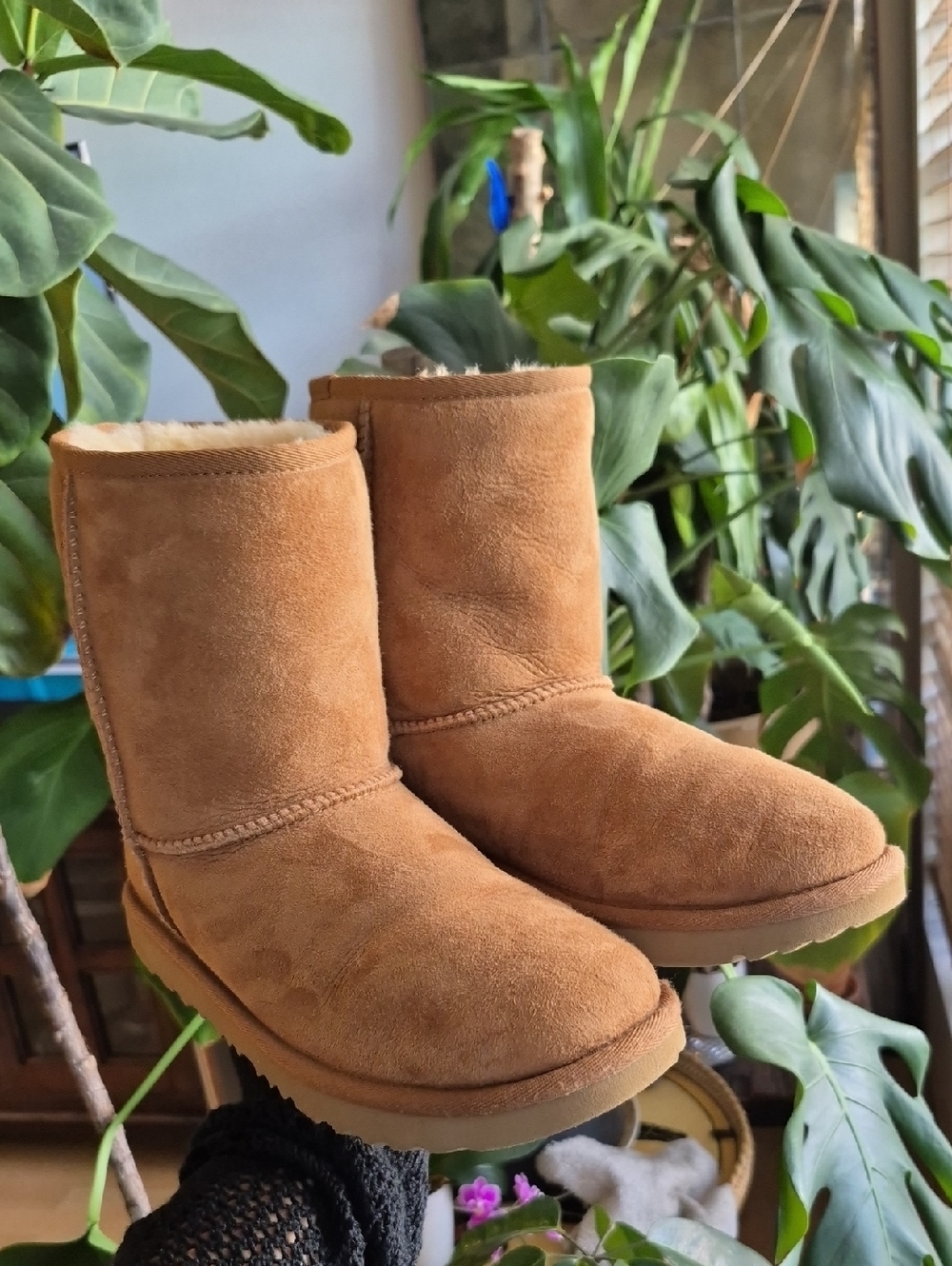 Ugg Chestnut Classic Suede Short Boots